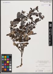 Foto von Salix aurita L.